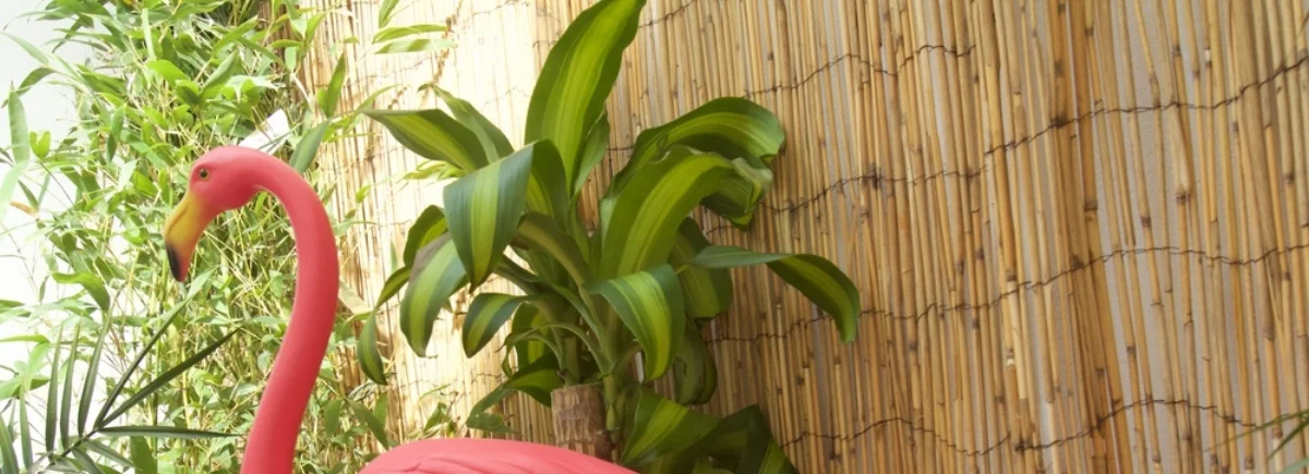 flamingozoo_05.jpg