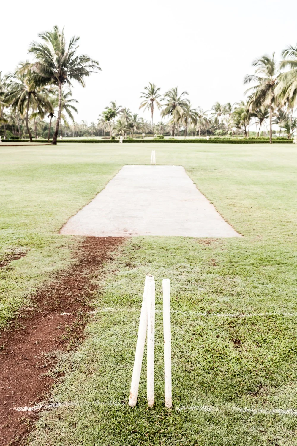cricket.jpg