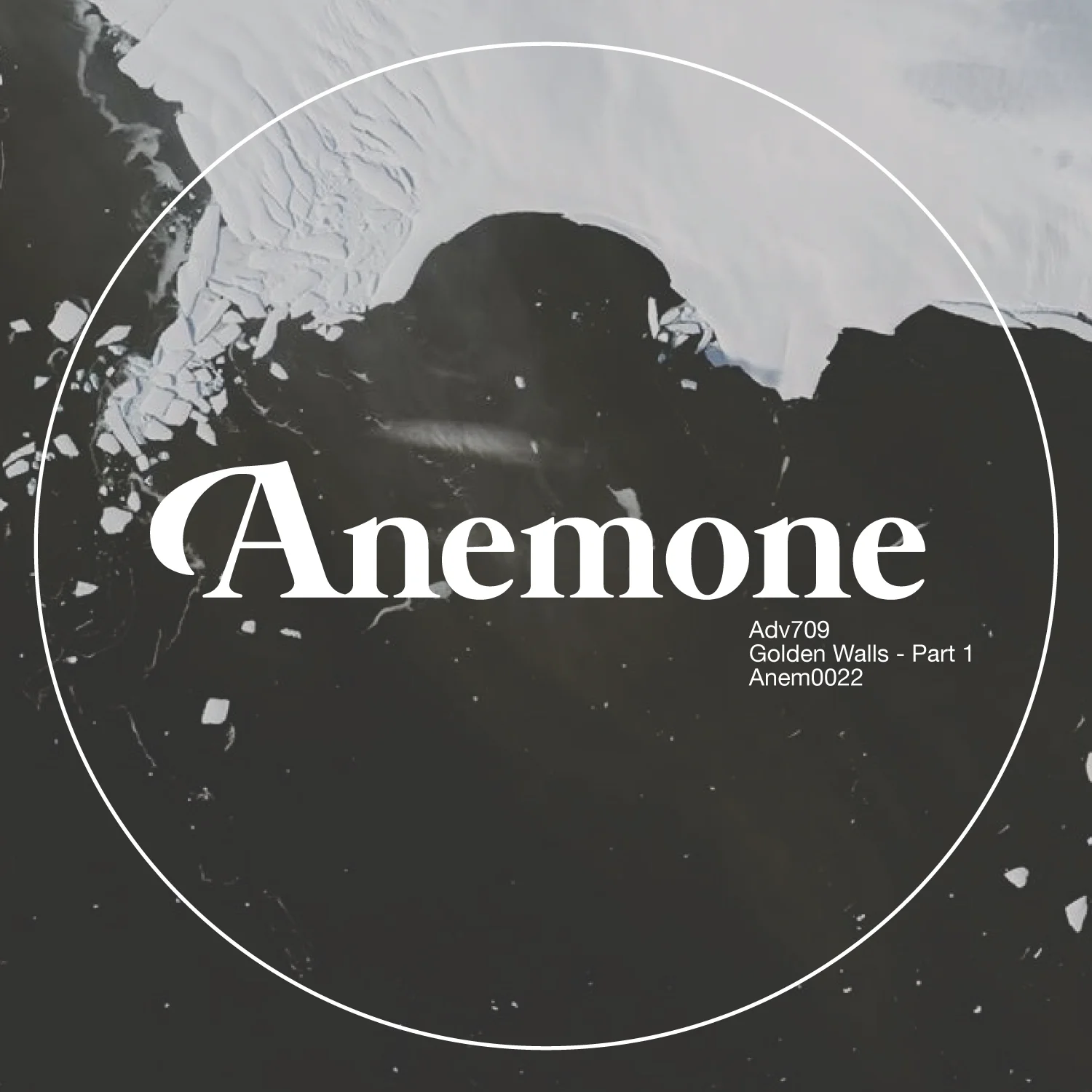 Anem0022.jpg