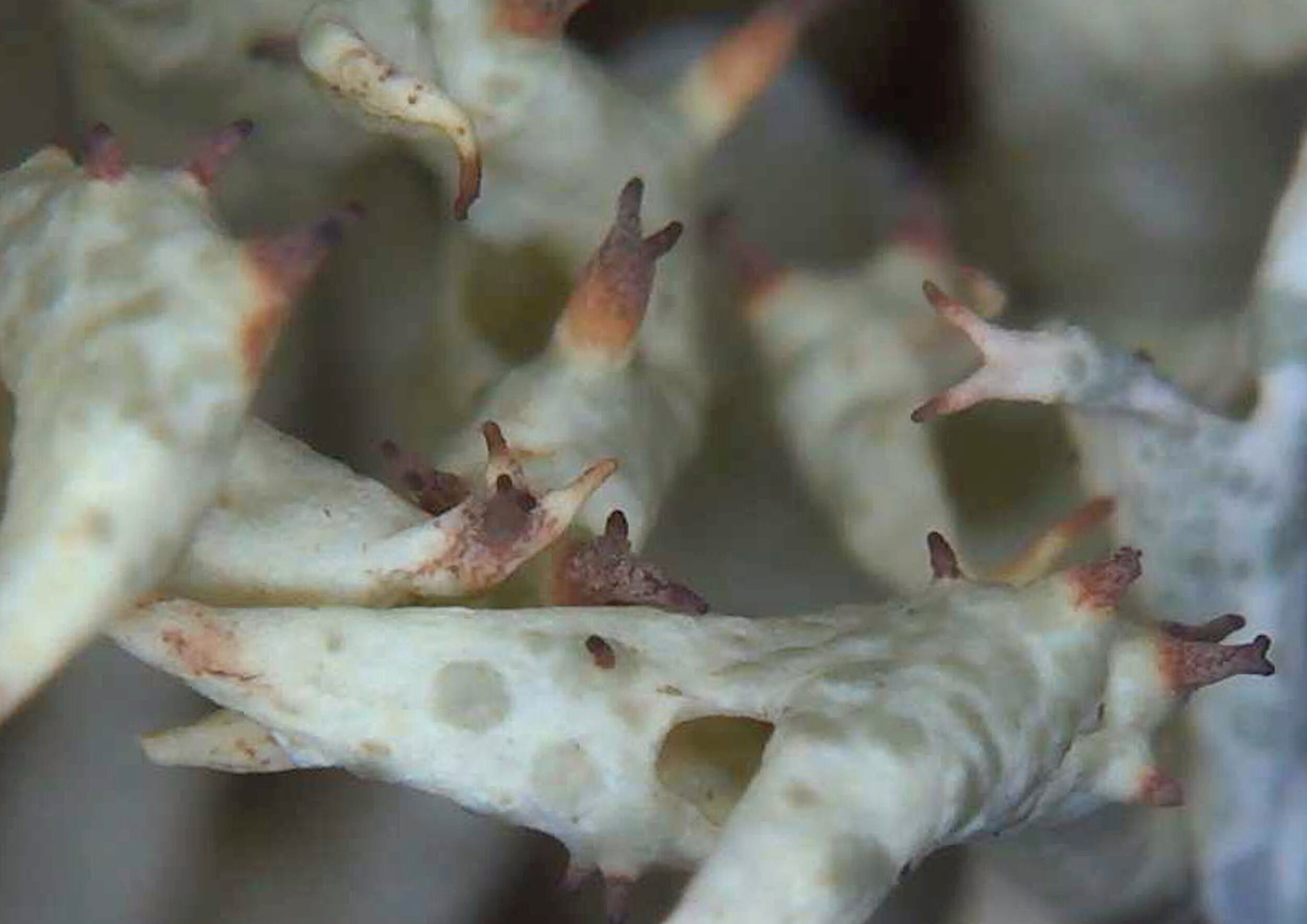 lichen.jpg