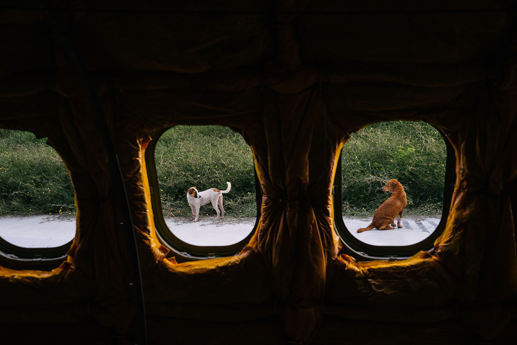 I gazed out of the window from a leftover fuselage to see the two dogs sitting on a piece of discarded airplane wing. The whole time during our visit in this nest of metallic birds, these two dogs have been playing with each other.