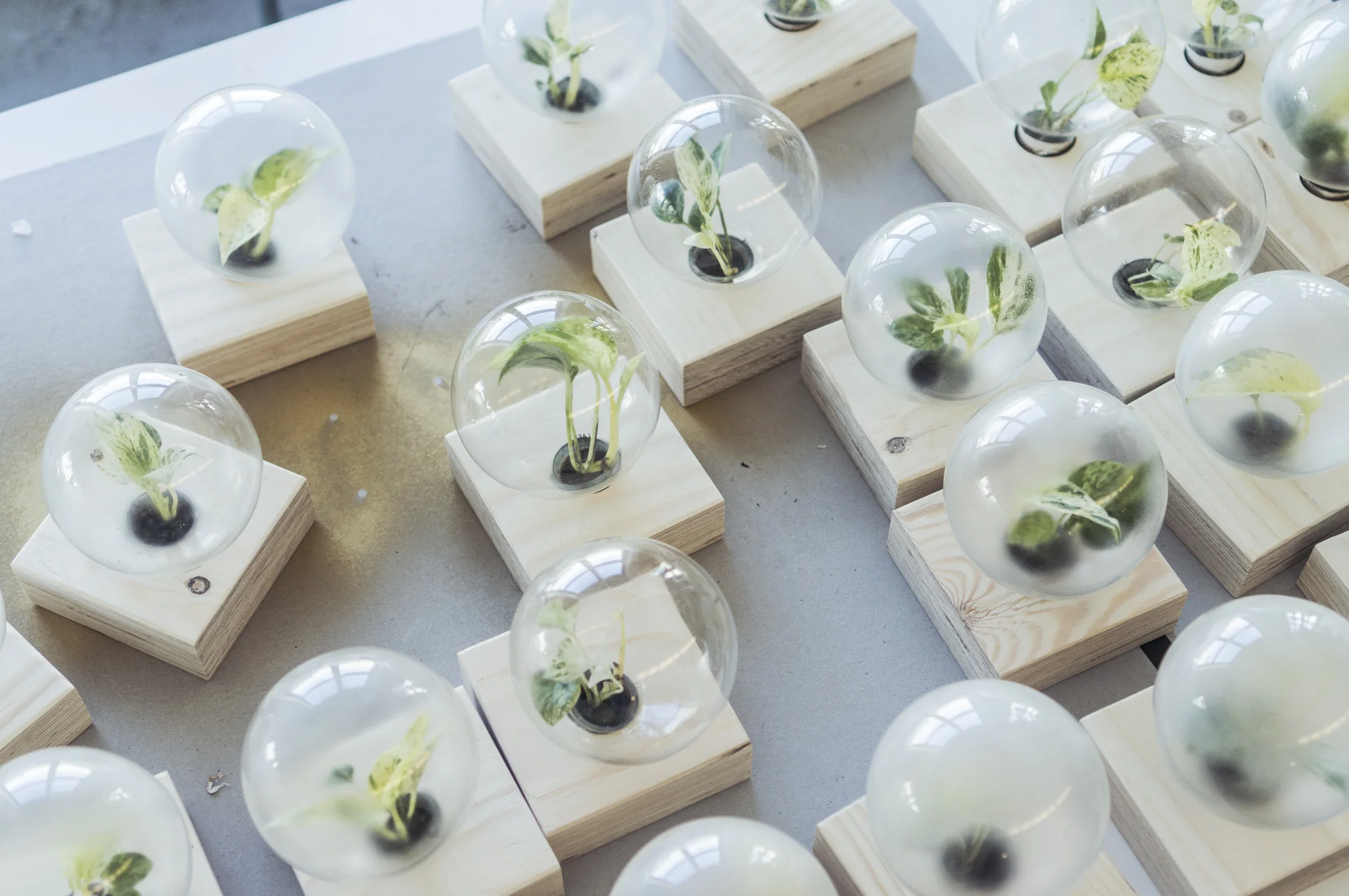 Lukket terrarium i lyspære