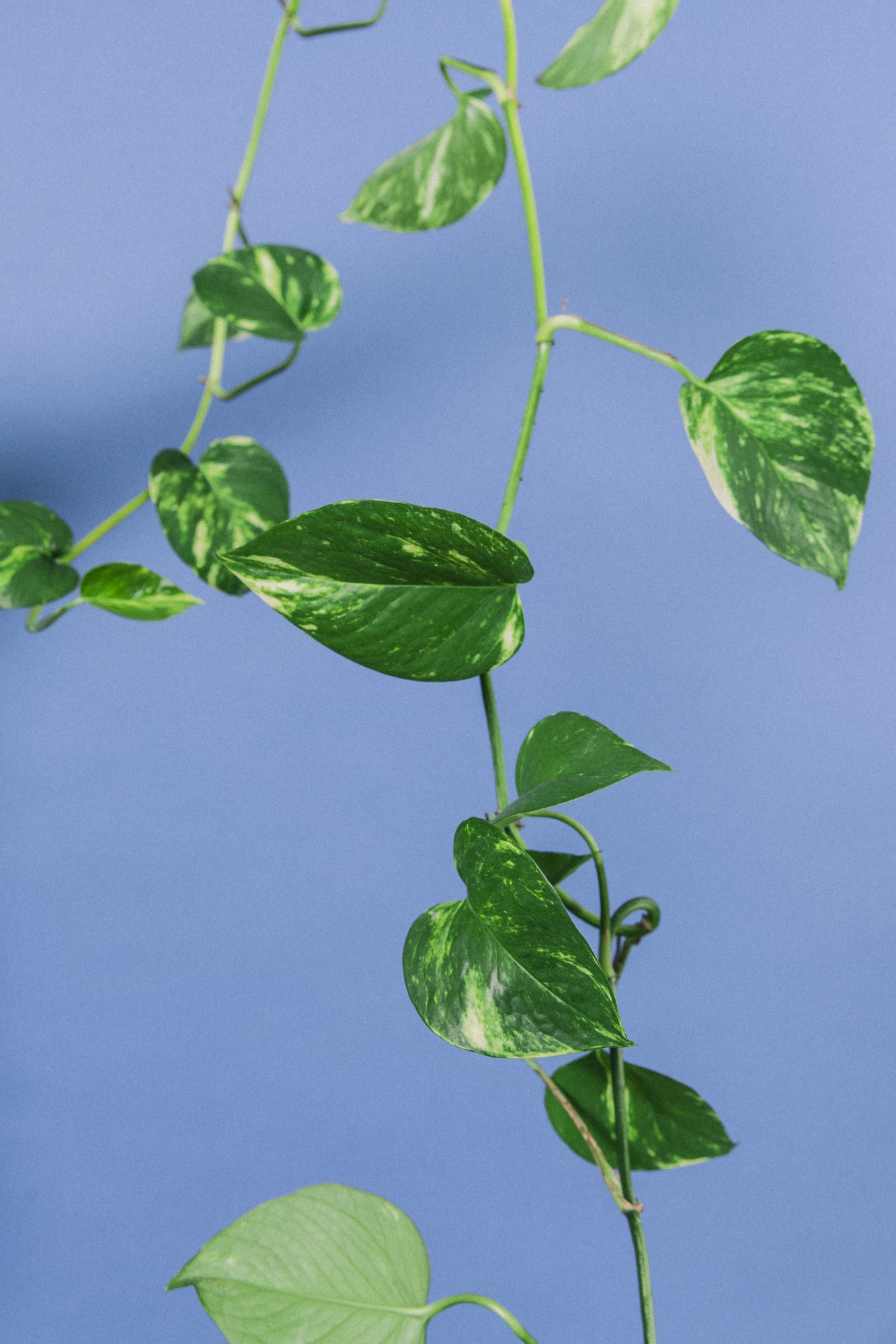 Planteportrett: gullranke