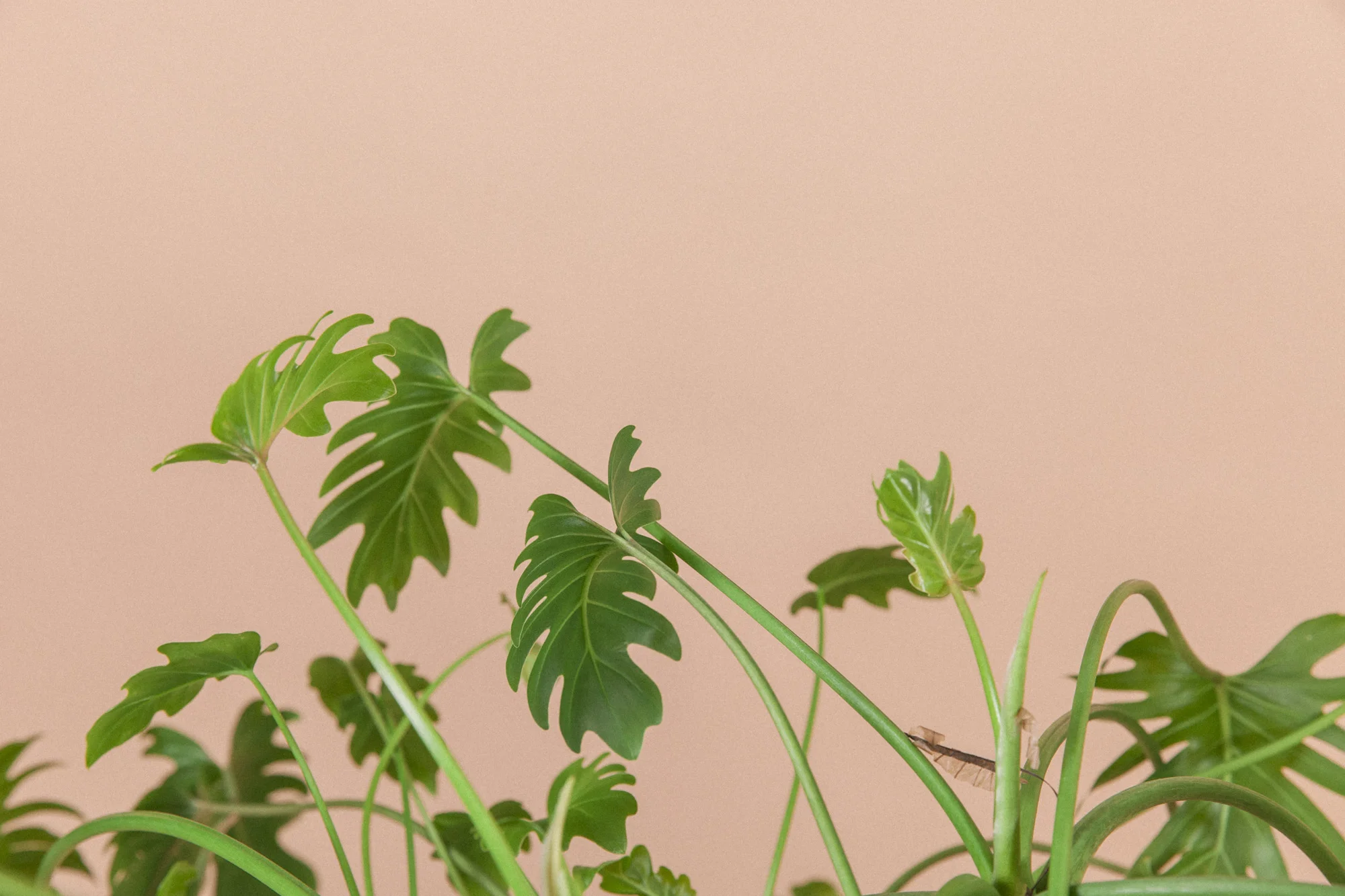 Planteportrett: philodendron xanadu