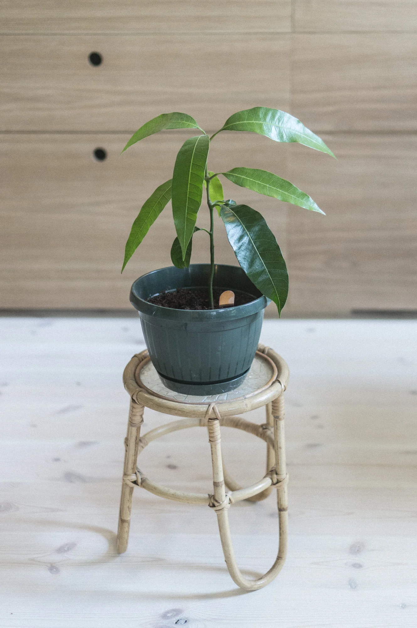 Hvordan: Mangoplante