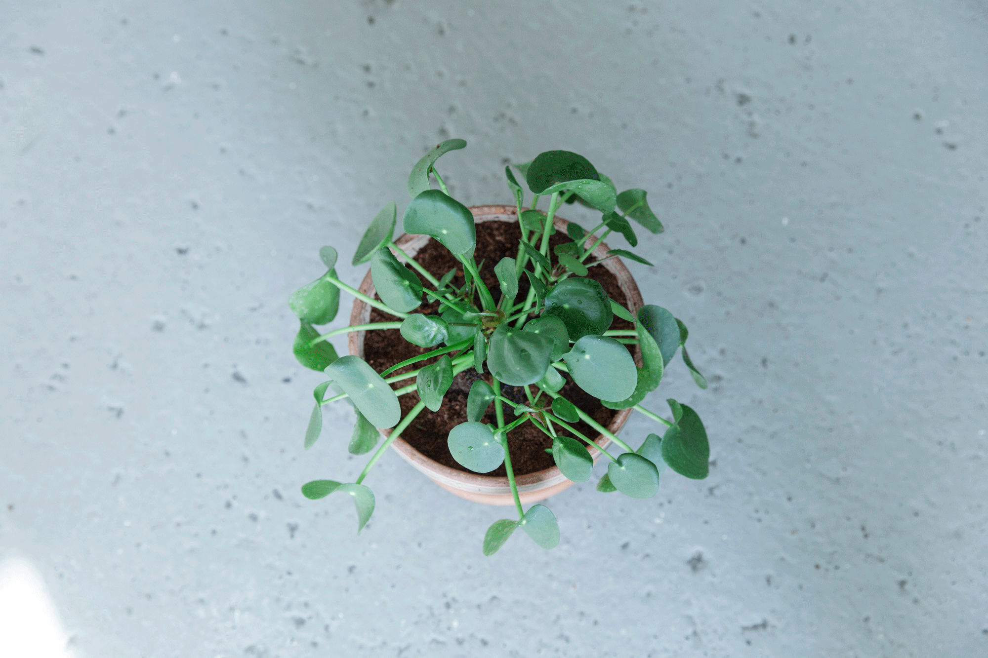 Tips! For de rause, men blakke