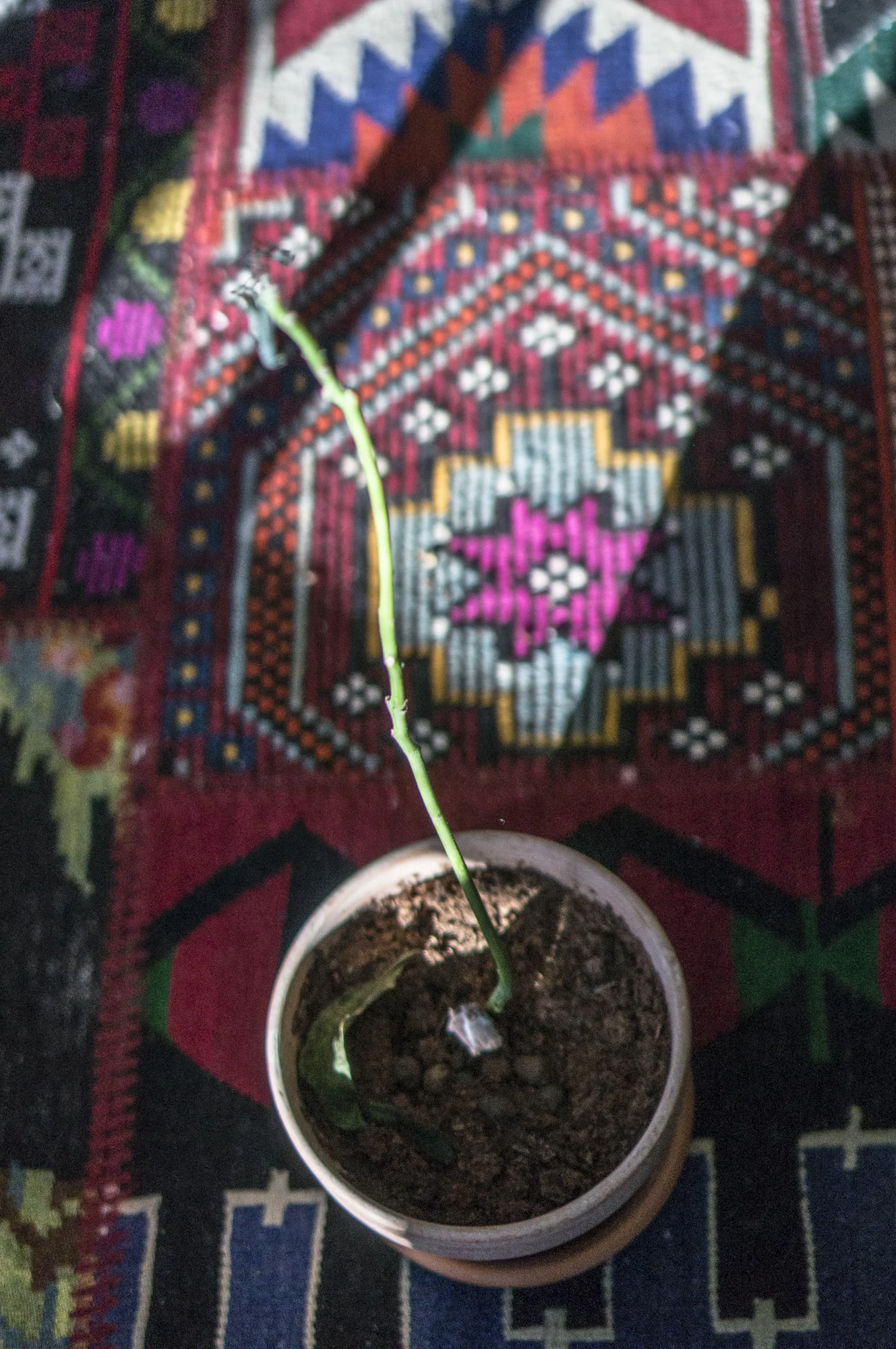 R.I.P. - avokadotreet