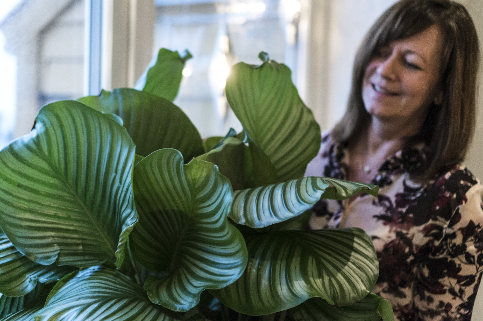 plantemagasinet gro Calatheaorbifolia ragnhild solem vikra