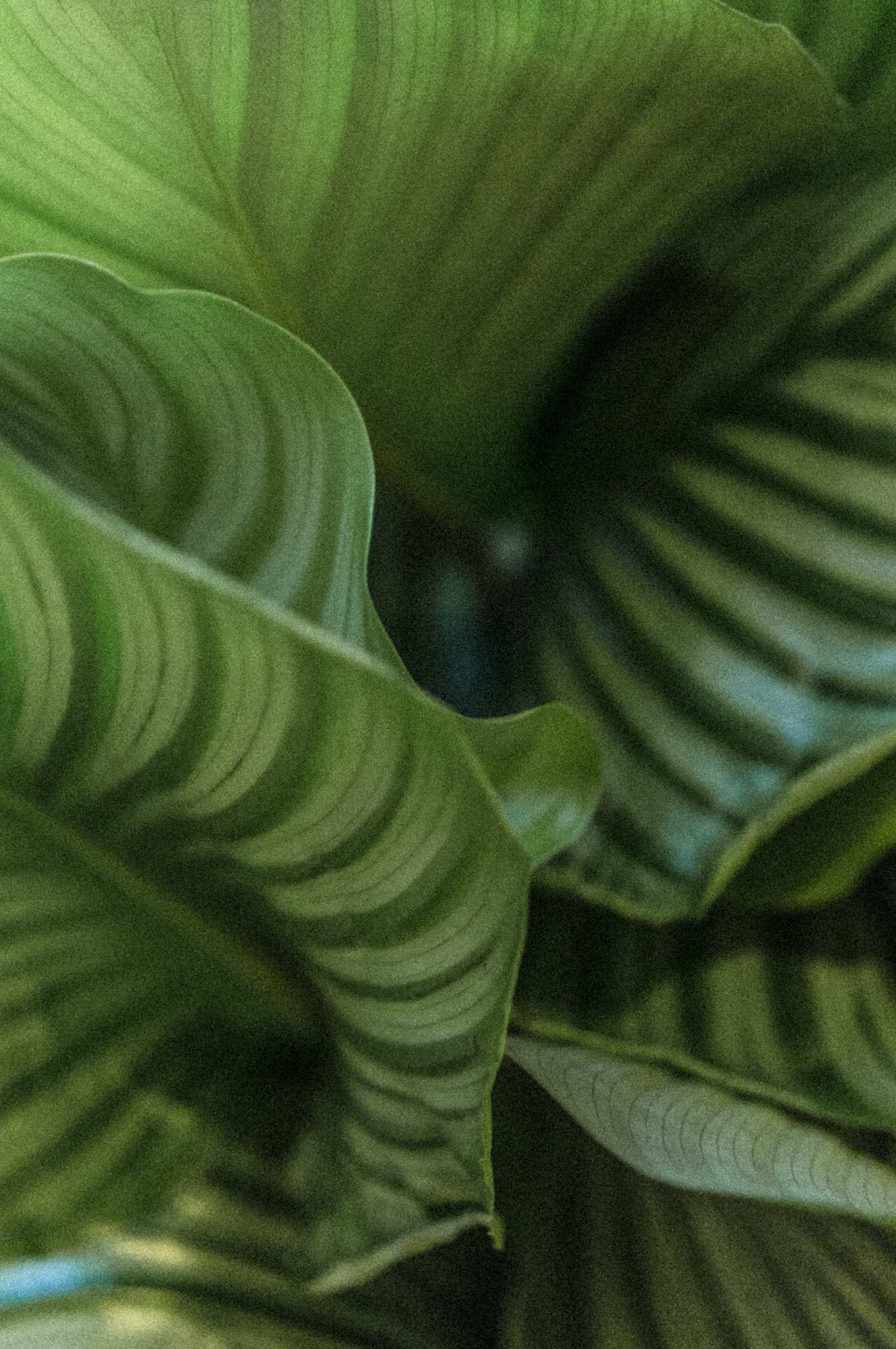 plantemagasinet gro Calatheaorbifolia ragnhild solem vikra
