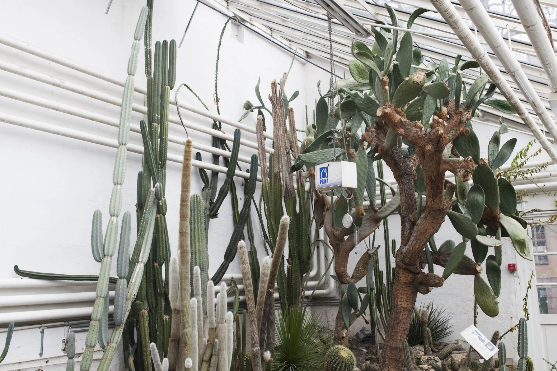 Tips! Ørkenrommet i Botanisk hage