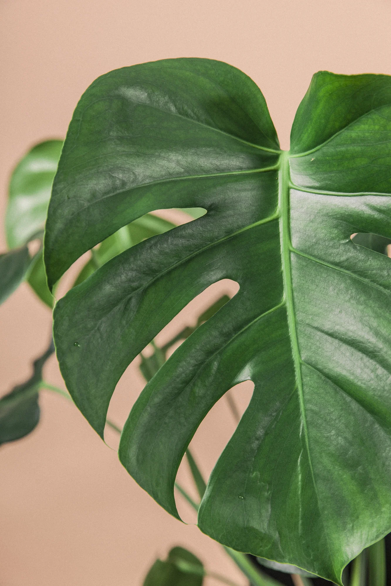 Planteportrett: Monstera Deliciosa