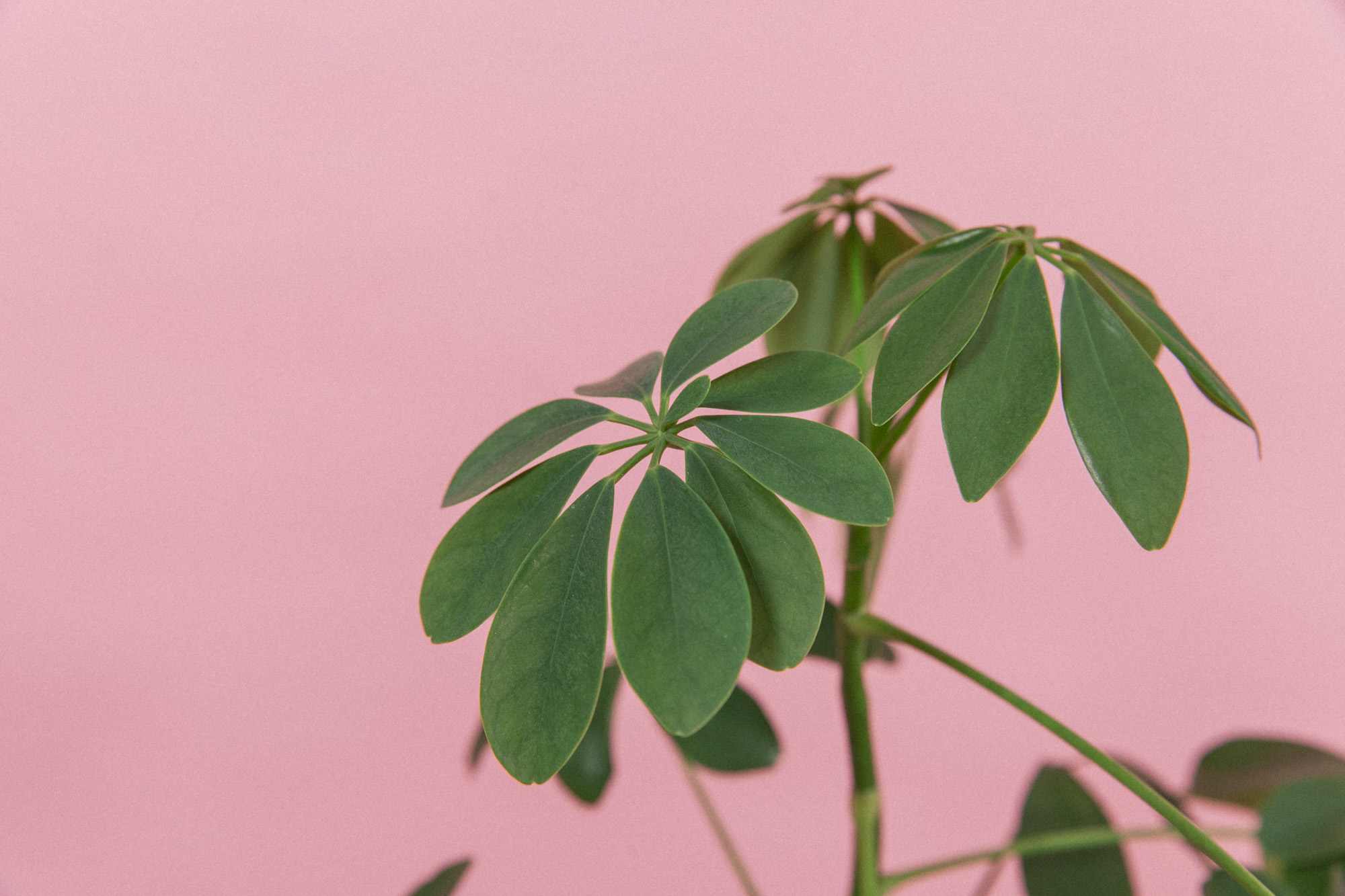 Planteportrett: Paraplyplanten