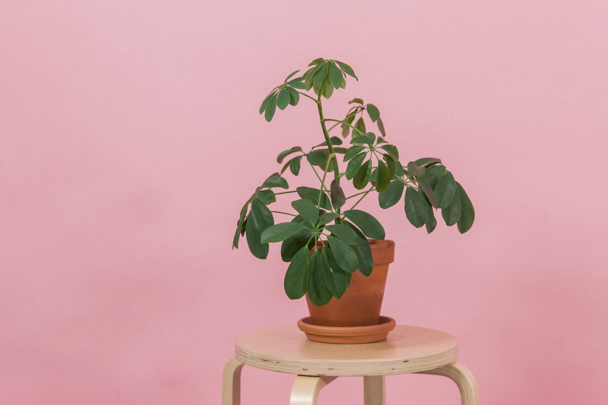 Paraplyplante.jpg