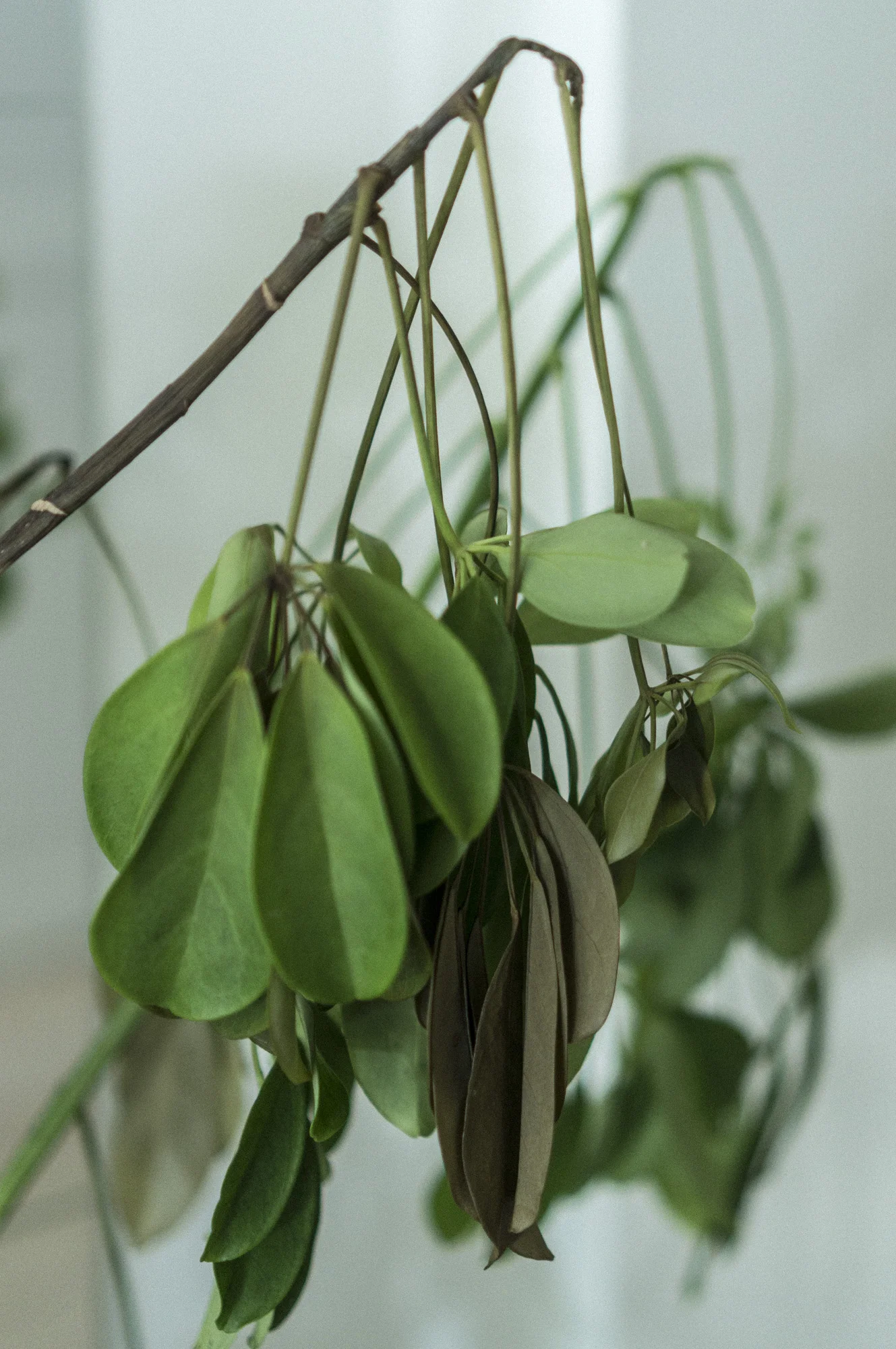 R.I.P. Paraplyplanten