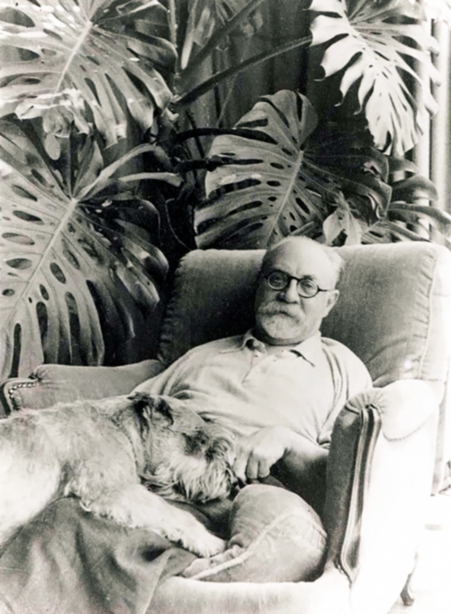 Favorittplanten - Henri Matisse