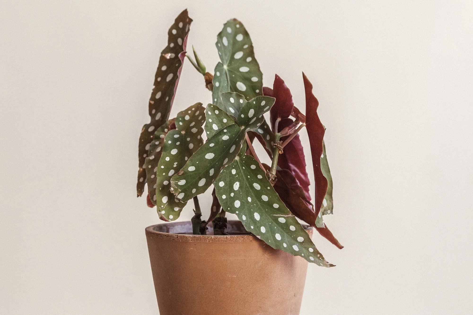 Planteportrett: Prikkebegonia