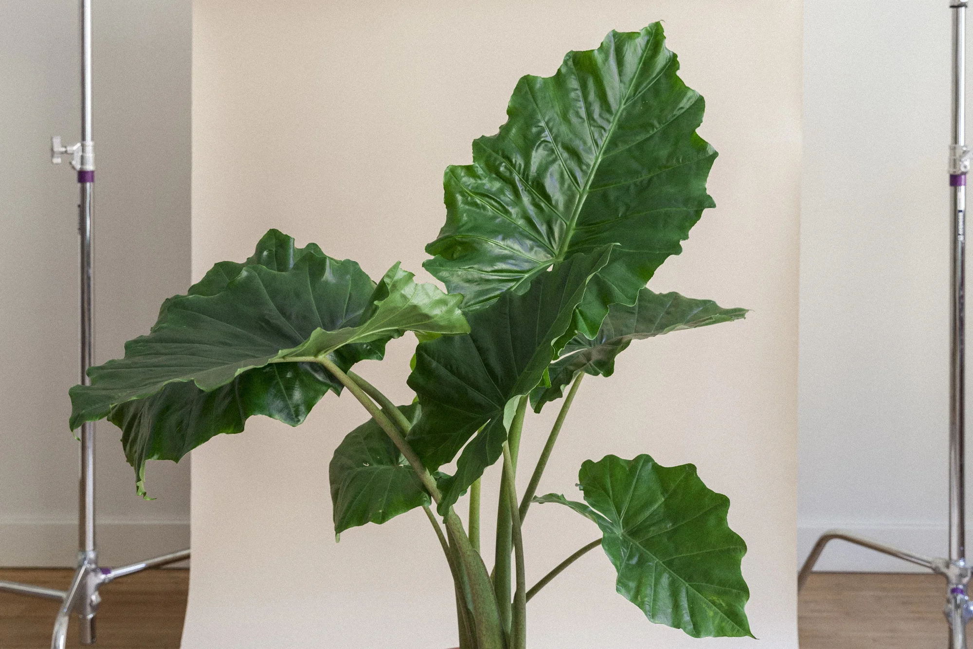 Planteportrett: Alocasia portodora