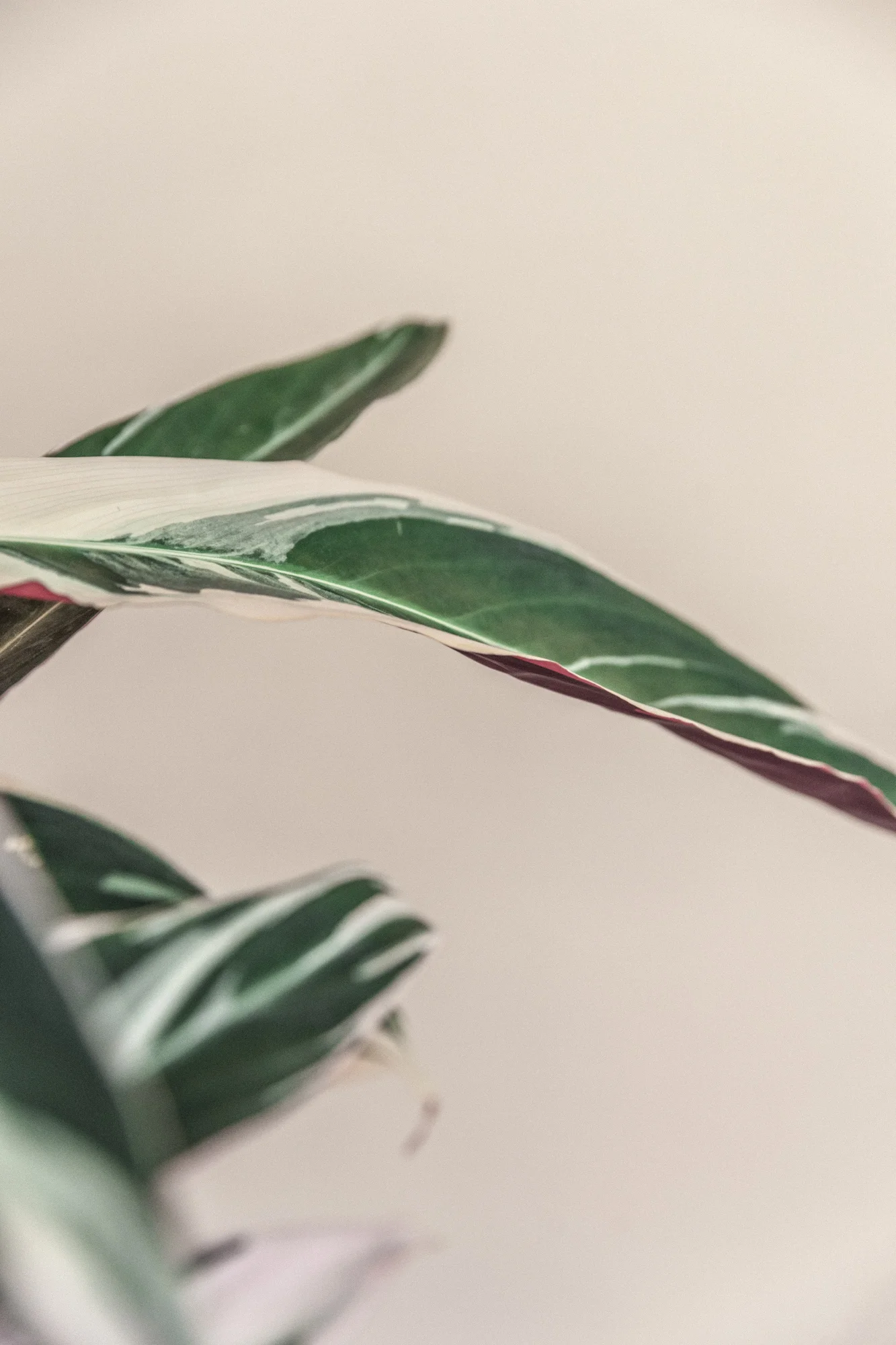 Planteportrett: Stromanthe tricolor