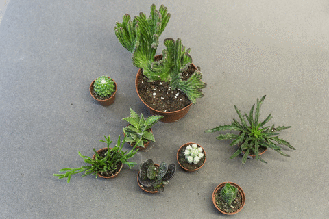 terrarium_gif.gif
