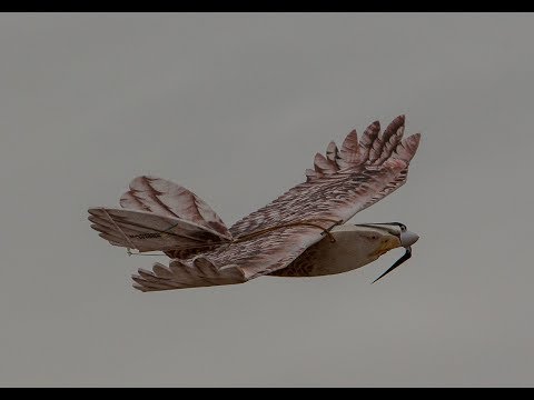 "Anything That Flies" - Fun Fly In at IRF - 8 July 2017 Part 2 (720HD)