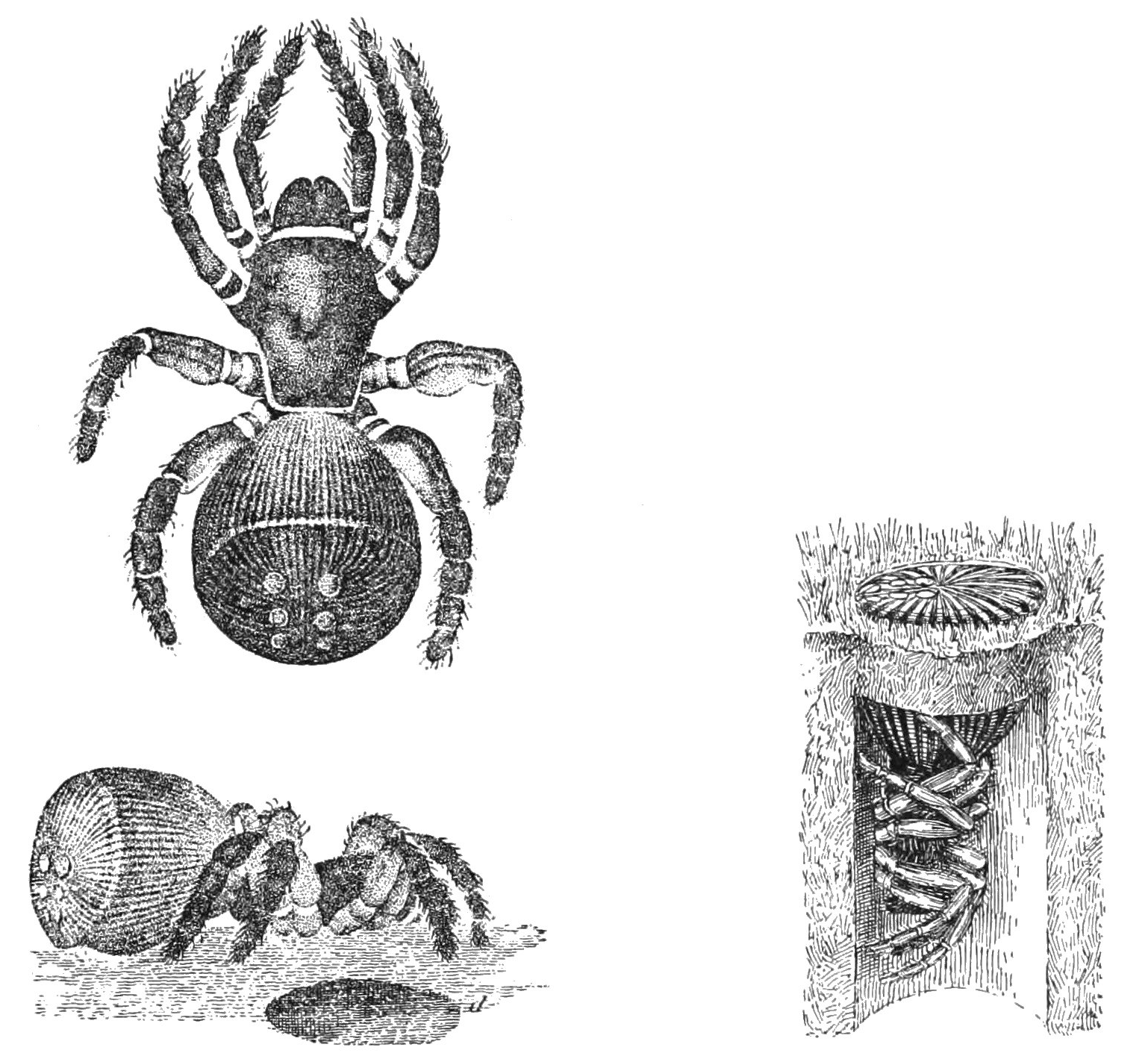 Study of Hourglass Spider--public domain. See footnote 2.