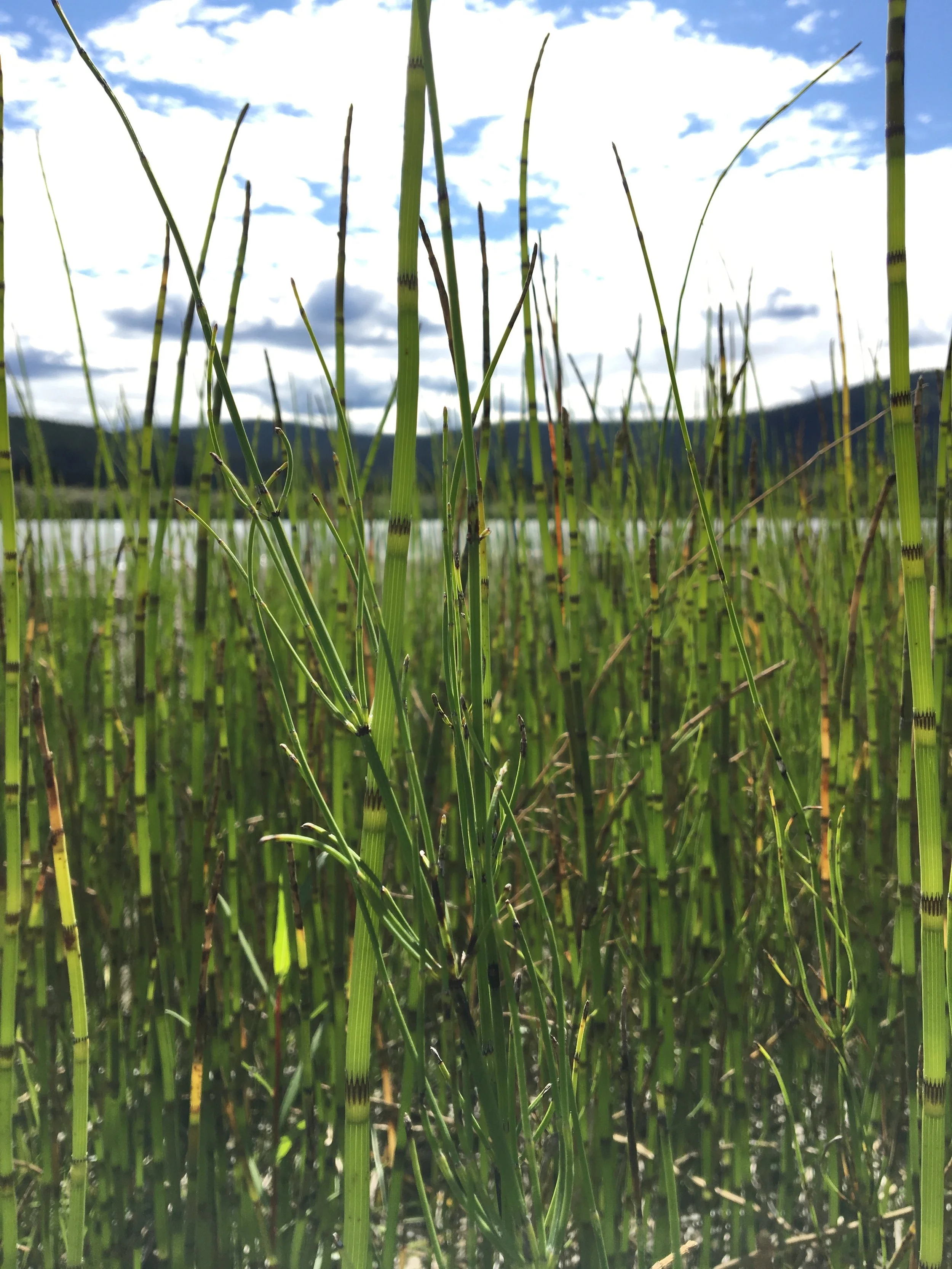 IMG_7195.jpg