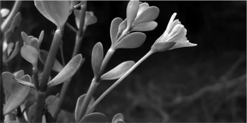 BACOPA MONNERIERI