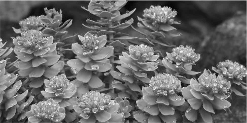 Rhodiola Rosea