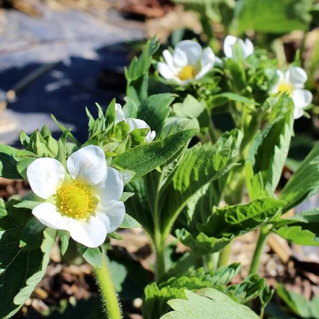 These beautiful blooms are a sign of so much good to come 🍓🍓🍓