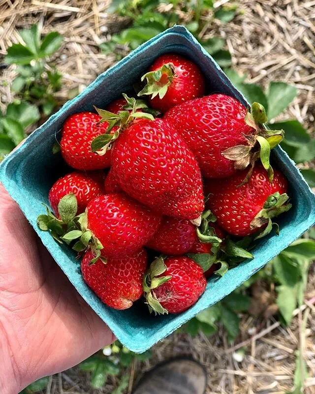 They&rsquo;re here! 🍓🍓Pre-picked only, and quantities are *very* limited, but strawberry season is officially underway!

Our farmers&rsquo; markets may be sold out already, but we have some at our on-farm market, located around 775530 Blandford Roa