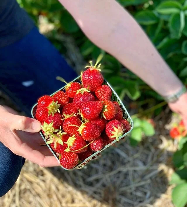 Strawberry season is in full swing around here!🍓🍓Come on out to pick-your-own any day. We&rsquo;re open 8-8 weekdays, and 8-6 weekends. And don&rsquo;t forget about our PYO vegetable patch! Right now we&rsquo;ve got radishes, beets, peas, kale, spi