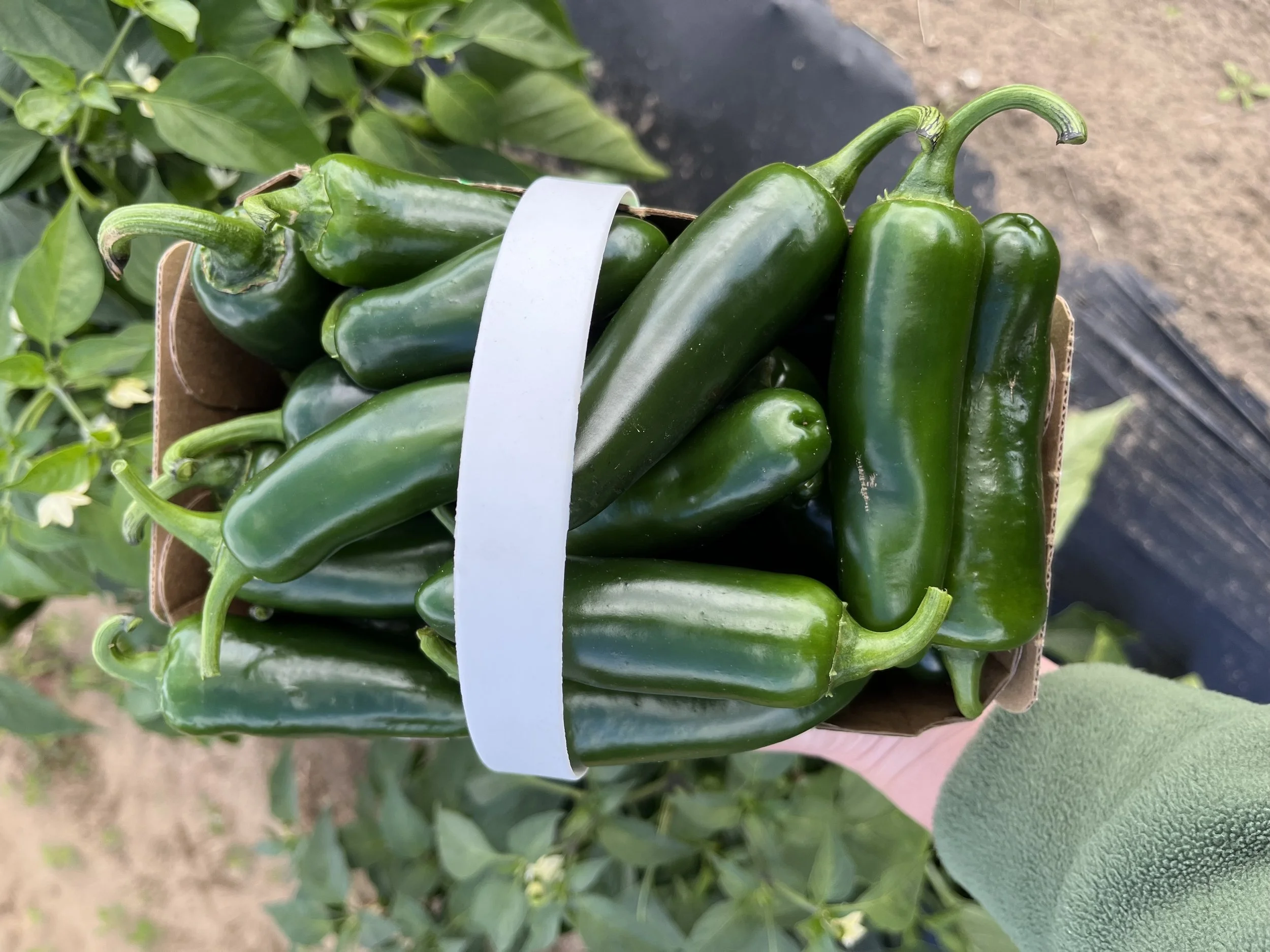 Basket of Jalapeños: W18