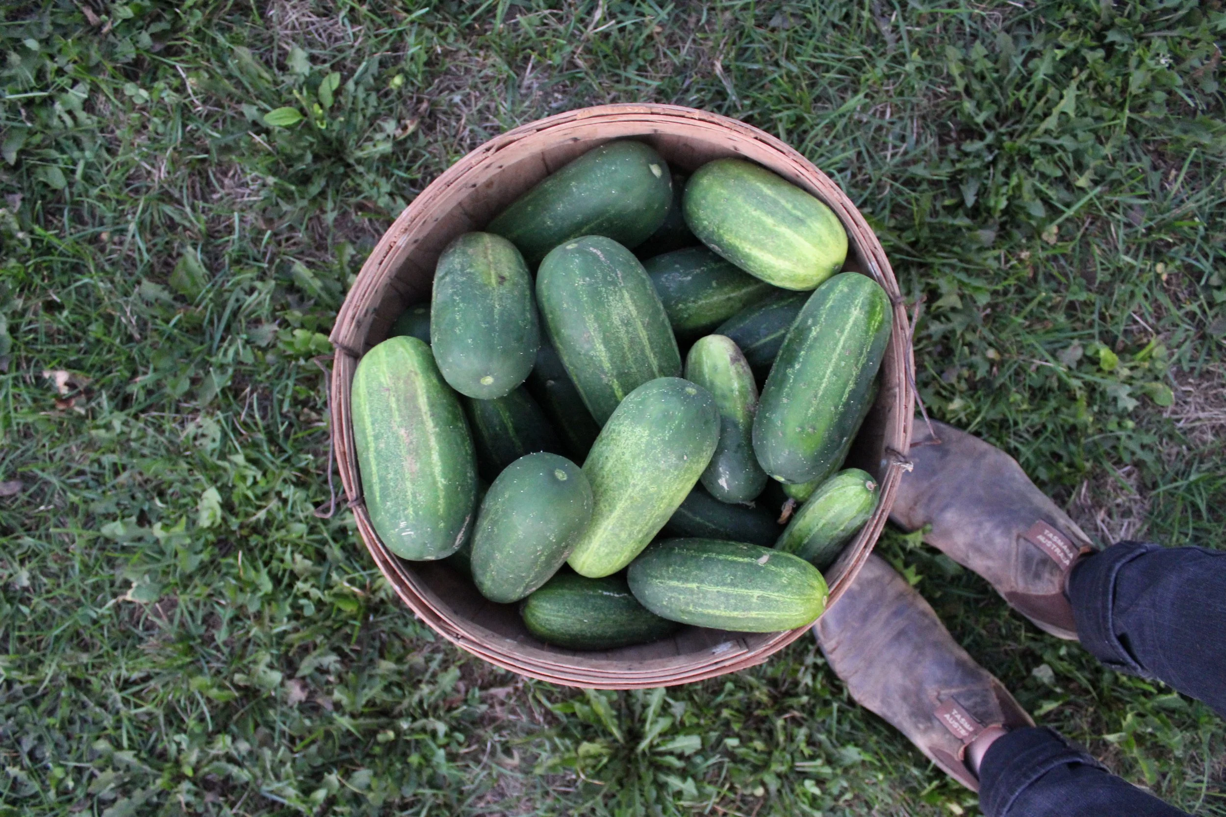Pickling Kit: Week 12