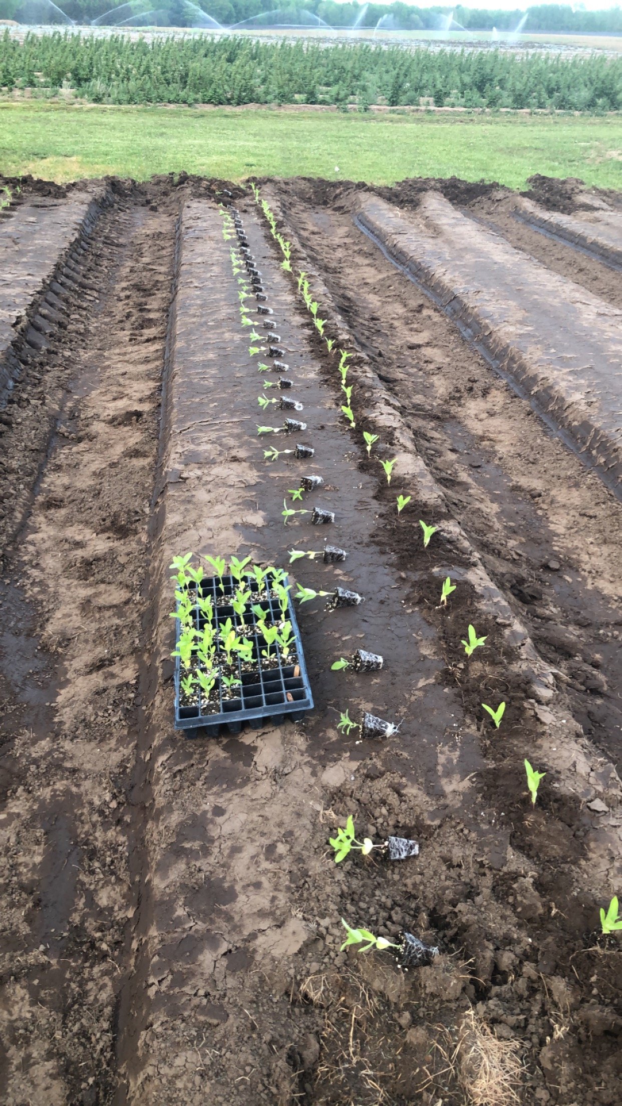 Transplanting the Seedlings