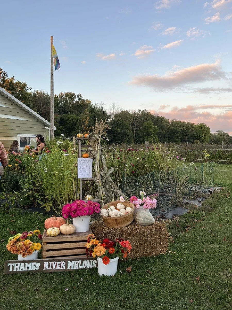 Fall harvest display with pumpkins, mums, and a sign that reads "Thames River Melons" outside a house, with a field and trees in the background under a blue sky with clouds.