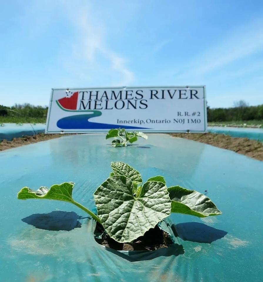 2016 ➡️ 2026 ✨ 

So much has changed since 2016, and yet so much remains the same! Come along with us as we revisit the farm 10 years ago:

1. This photo was snapped in 2016 and was eventually used for our first ever Instagram post &ndash; not until 