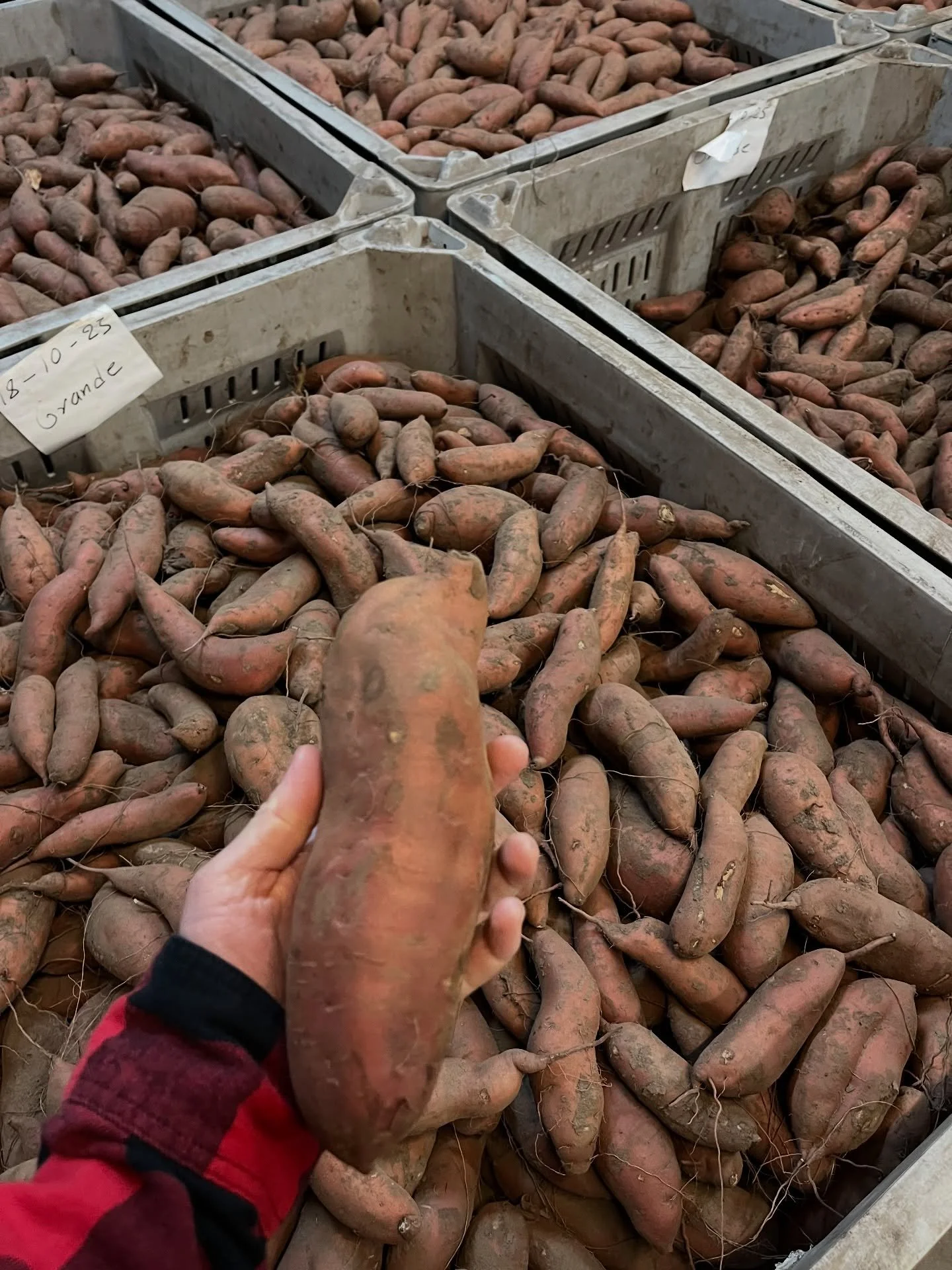 This season we&rsquo;ve tucked away potatoes, cabbage, and sweet potatoes, to &lsquo;overwinter&rsquo;. The latter are stored in a dark room, at a low temperature, with constant airflow while potatoes and cabbage are stored in our cooler. 

By proper