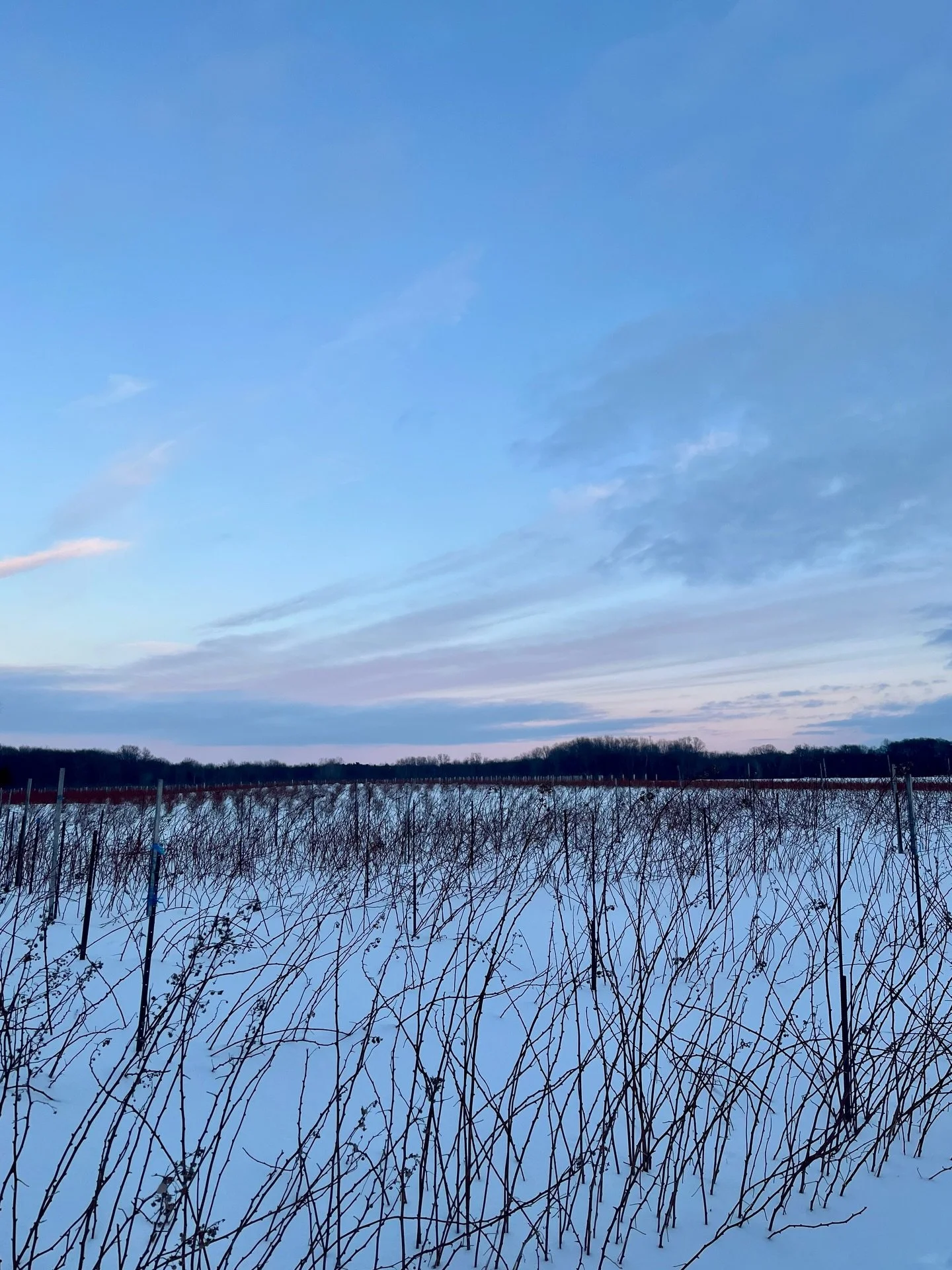 A view of the raspberry patch, now &amp; then 🩵 ➡️ 💚February features a lot more snow, while June&rsquo;s got so much green growth! We can&rsquo;t wait for the fields to come back to life. What crop are you most excited about?