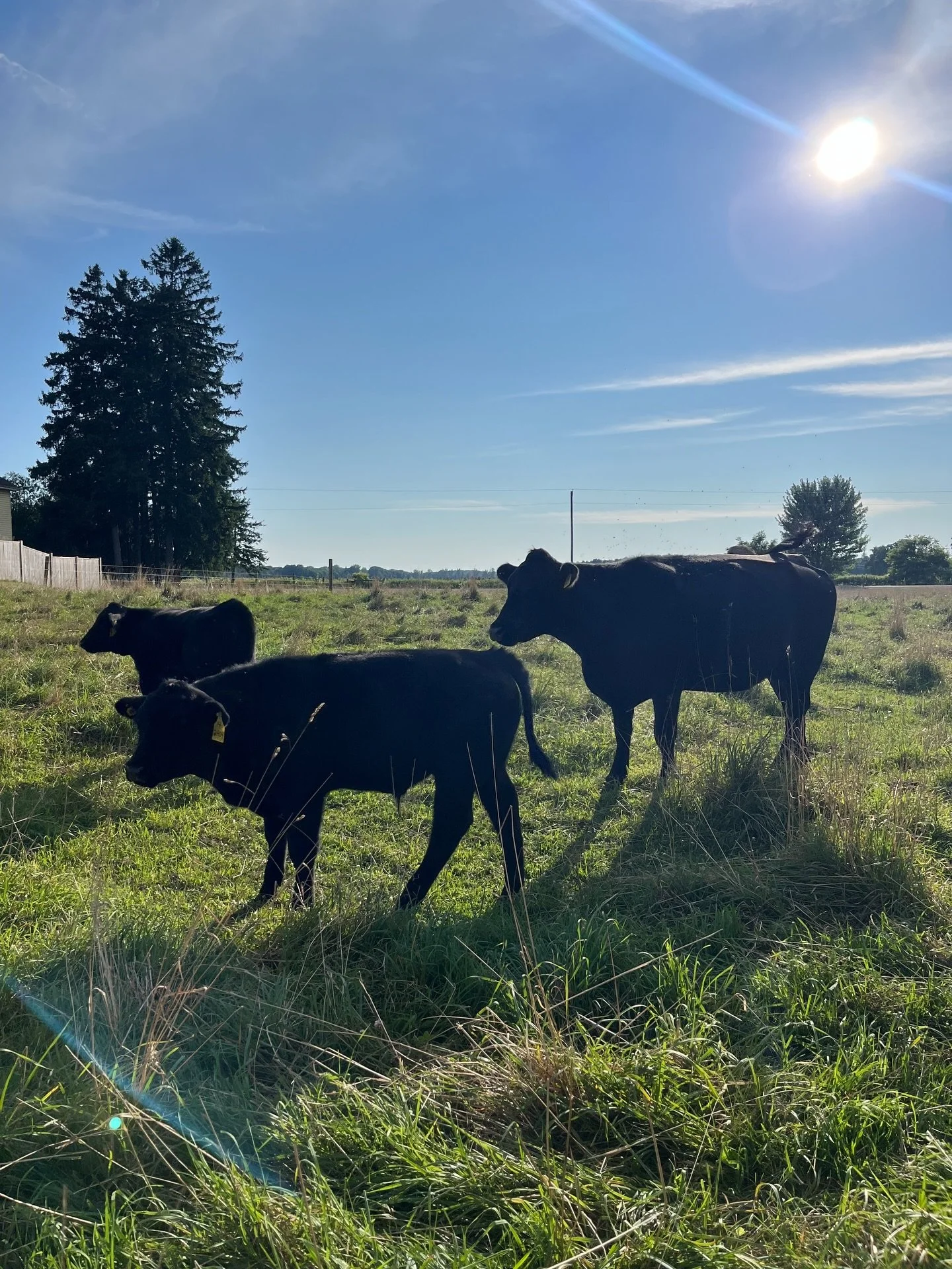 Solve the &lsquo;what&rsquo;s for dinner&rsquo; question with an Annual Black Angus Beef subscription.

🥩Get inspired for weeknight meals

🥩Try new cuts and find new favourites

🥩Keep your freezer stocked to reduce grocery store stress

🥩A monthl