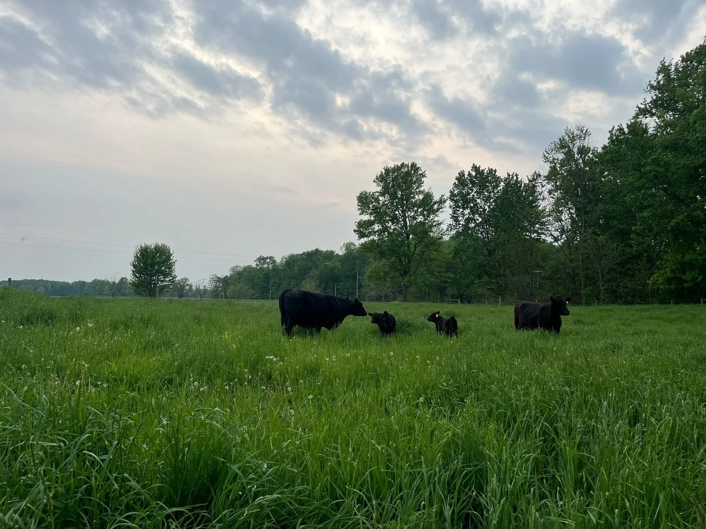 This is your last chance to save up to 20% on an Annual Black Angus Beef subscription! 🥩 The Early Bird discount is closing in 24 hours.

With an Annual Beef Subscription, you&rsquo;ll receive monthly curated boxes of Black Angus Beef to keep your f