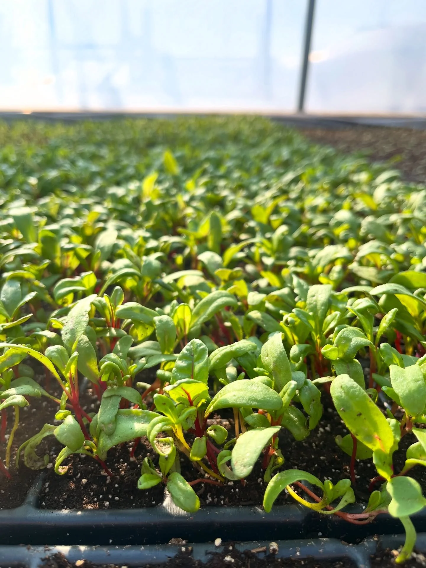 Views from the heated greenhouse 😎 ☀️ Which of these crops are you most excited to eat first?