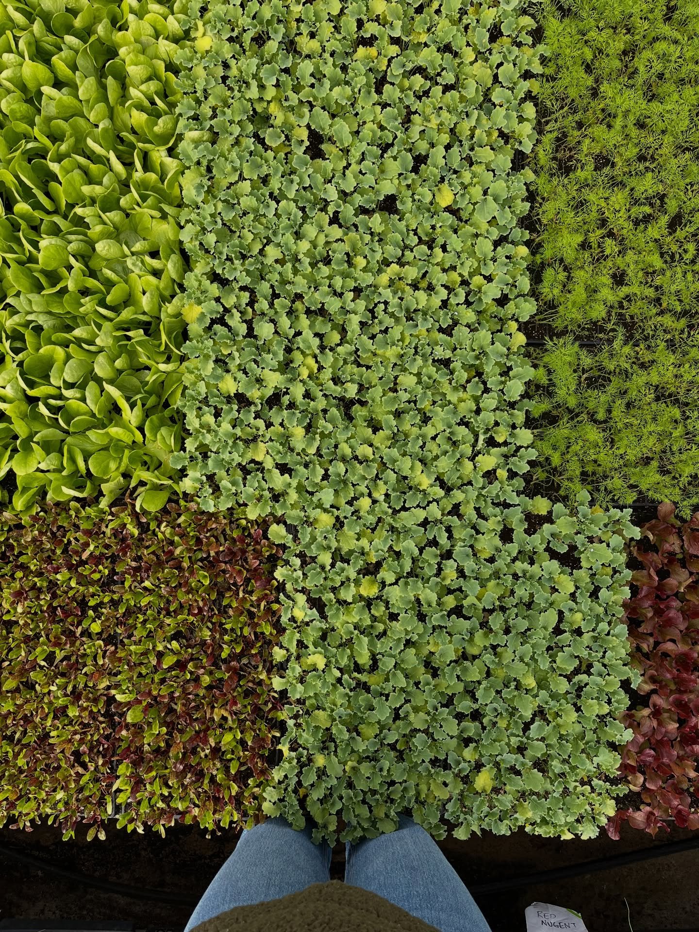 From lush green grass and newly sprouted seedlings to towers of sweet corn and bins full of broccoli, we&rsquo;re no strangers to seeing green. This time of year we have to reminisce a bit, but soon enough our views will be looking a lot more like th