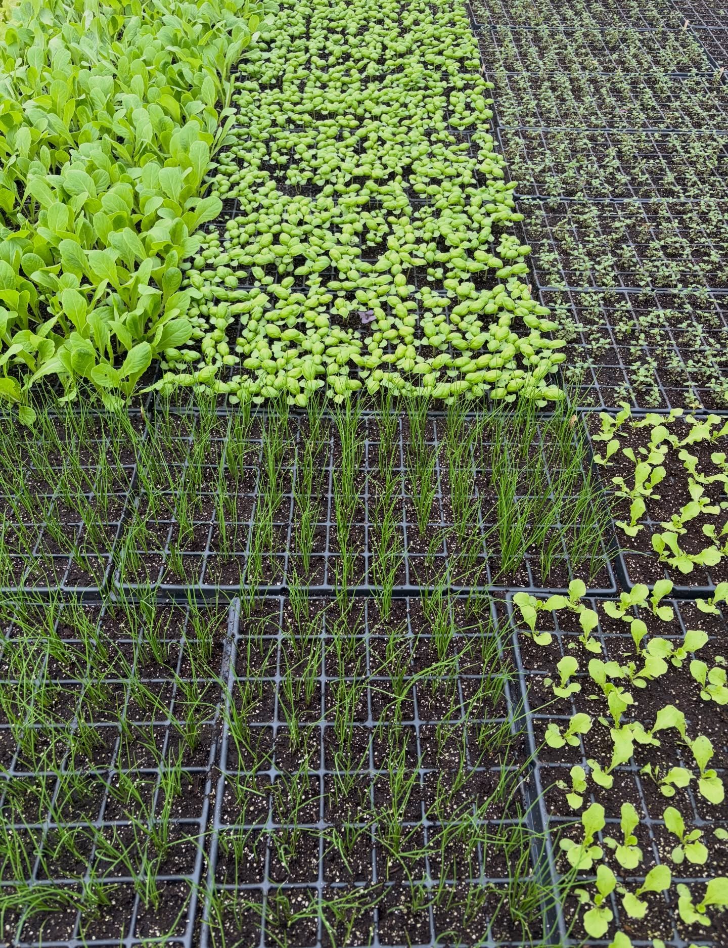 Nature&rsquo;s patchwork quilt 💚 The heated greenhouse is officially full, so next week we&rsquo;ll begin to transplant a few of these seedlings into our cold frame greenhouses instead. Stay tuned for some peeks into that process! First up will be s