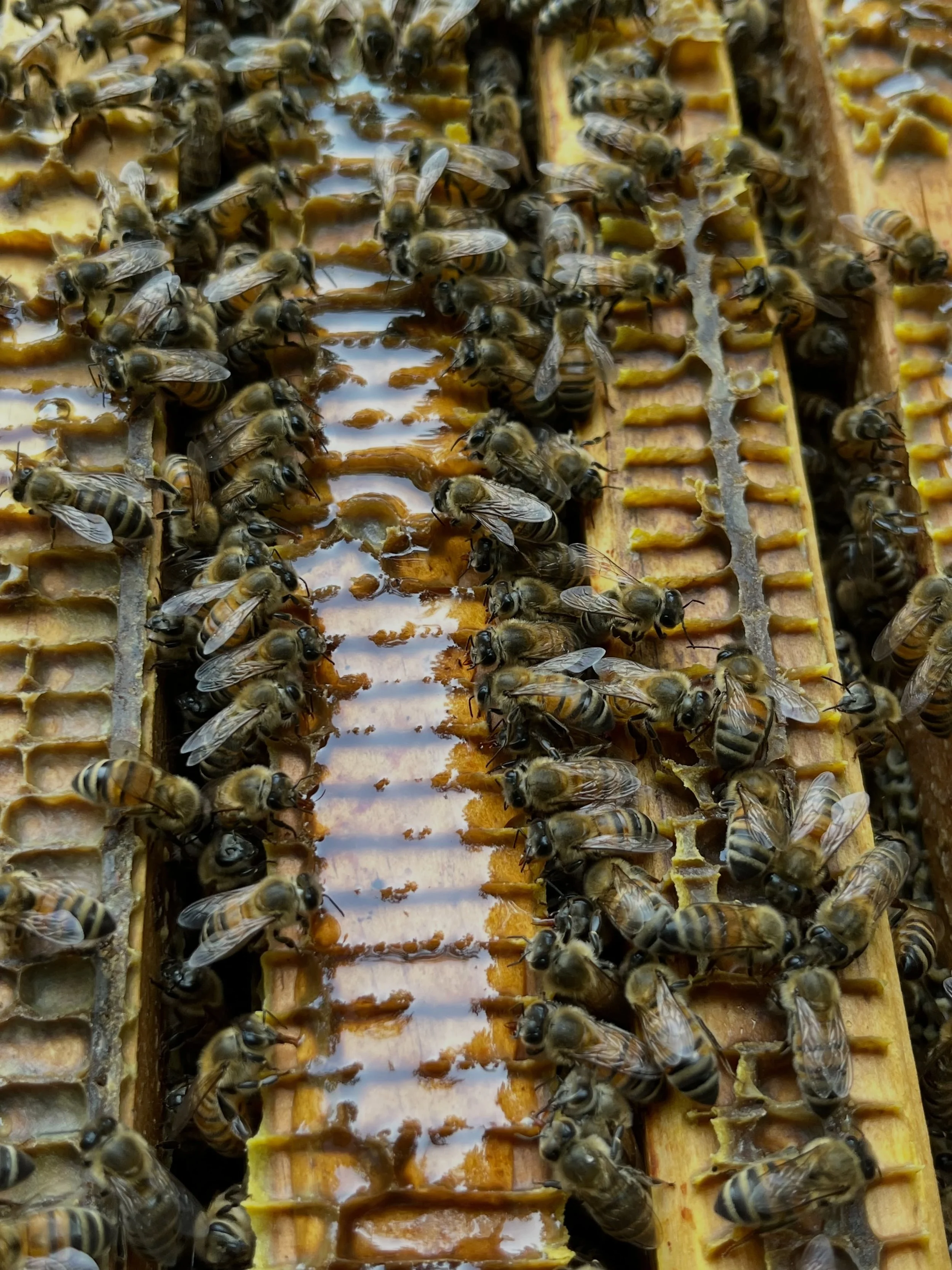 It&rsquo;s World Bee Day! 🐝 Did you know that more than 1/3 of the world&rsquo;s food crop relies on pollination from bees &amp; other key pollinators? Bees are especially key for many nutritious, micronutrient-rich fruits like the strawberries, blu
