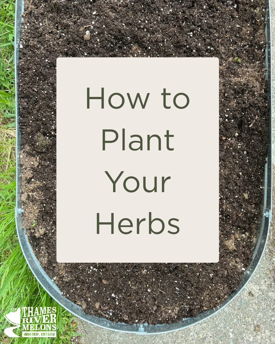 After a long chilly spring, it&rsquo;s nearly time for transplanting here on the farm! 🌱 And that means your gardens will be calling out to you as well. 

If you purchase a potted herb from the farm or a farmers&rsquo; market stall, or receive one i