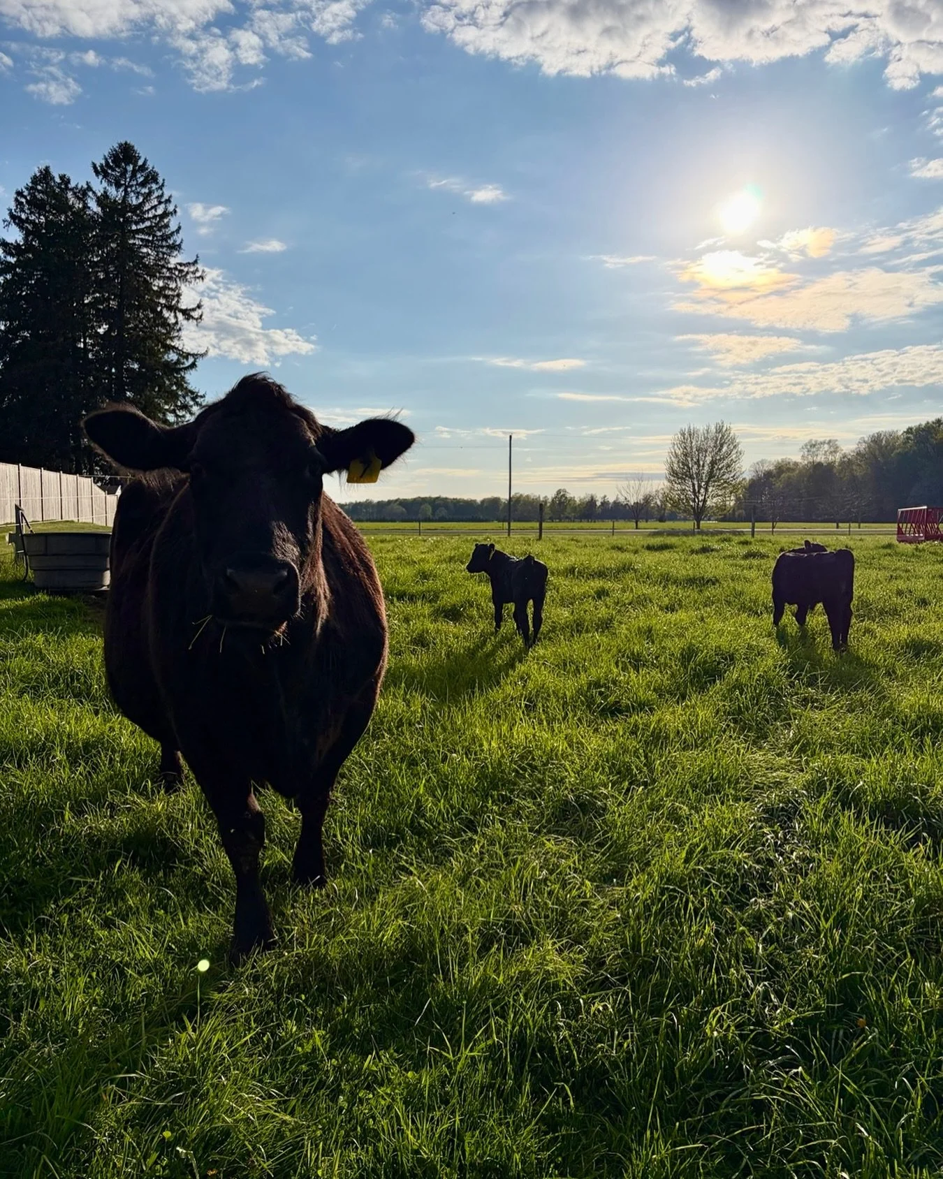Come on out and meet the cows! We&rsquo;ve got four from our Black Angus herd hanging out at our Farm Shop and Pick-Your-Own property all season long. Right now we&rsquo;re open 9am - 5pm daily. Come meet some new four-legged friends, enjoy the sunsh