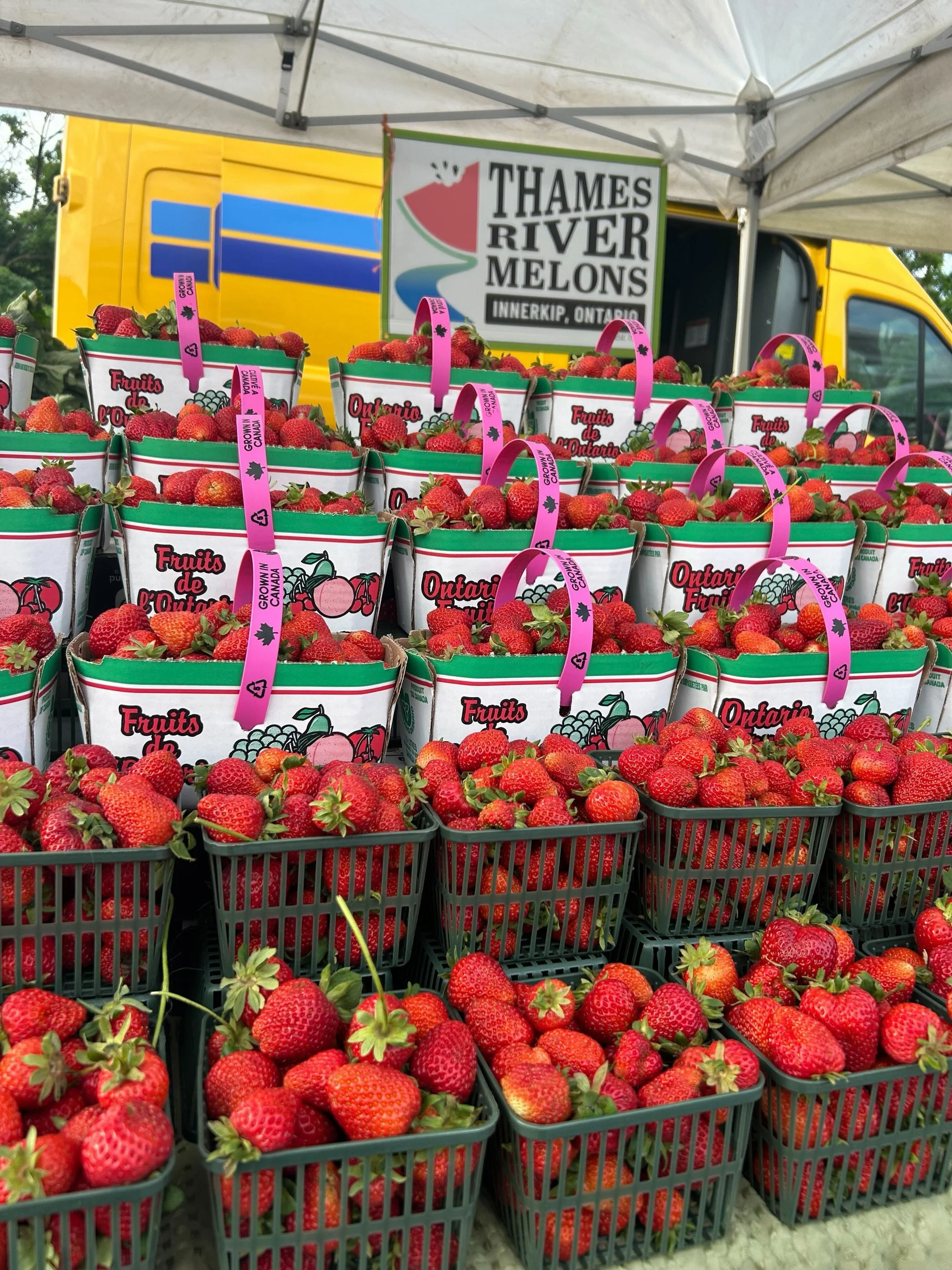 We had a wonderful weekend full of farmers&rsquo; market trips, visits to our pop-up market locations, and sunny afternoons here on the farm featuring milkshakes and feeding the chickens. 

It was our first Saturday with strawberries, and garlic scap