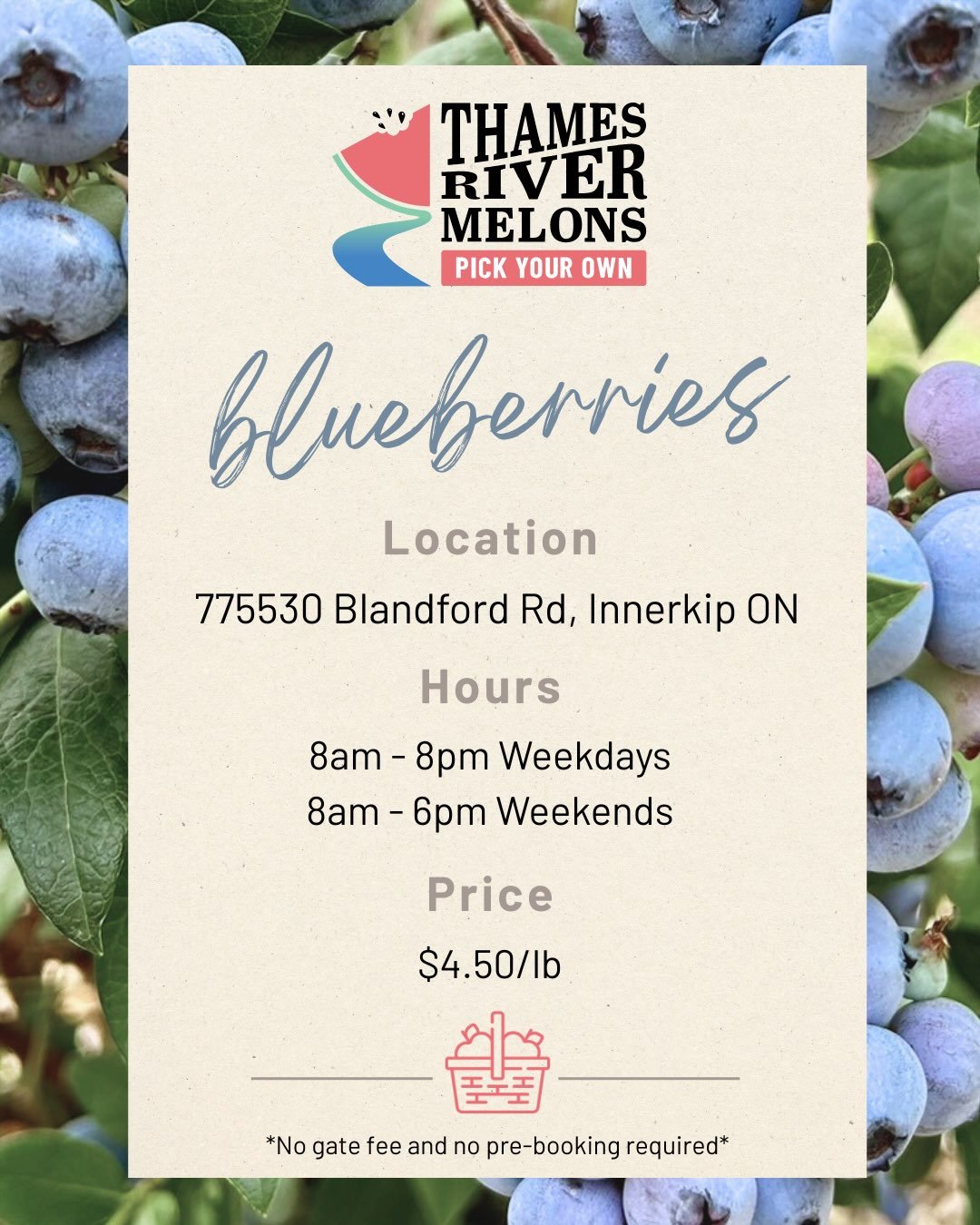 Blueberries are officially joining in the fun at the Pick-Your-Own patch! 🫐

Our hours remain the same: 8am - 8pm on weekdays and 8am - 6pm on weekends.

It&rsquo;s the final few days of strawberry-picking, raspberries are in full swing, and our veg