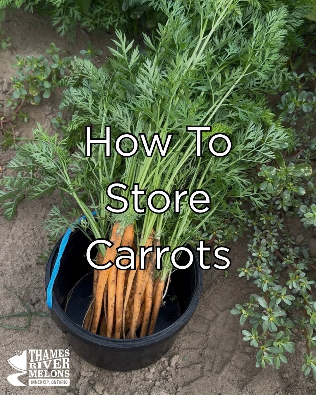 Keep your carrots fresh and crunchy for longer!&nbsp;

🥕 First, remove the leafy tops after bringing them home. The greens draw moisture from the carrot roots, causing them to wilt faster. Don&rsquo;t forget, these greens are edible! You can enjoy t