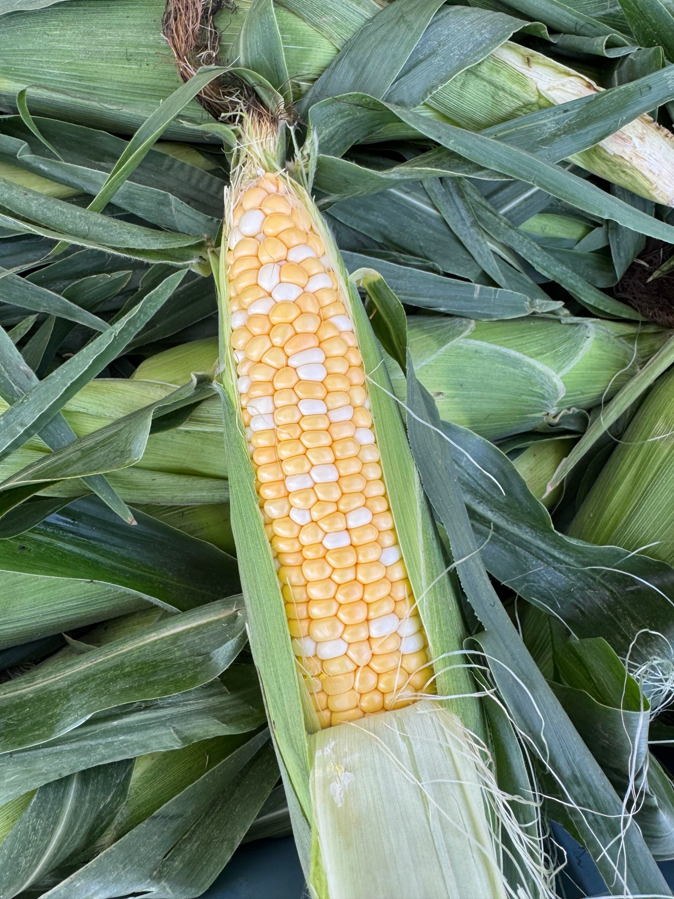 What says summer better than a deliciously sweet and tender cob of corn? Snag some today here on the farm or at your favourite farmers&rsquo; market or pop-up market. Plus, keep an eye out for a few cobs in your Market Box or order a bag to be delive